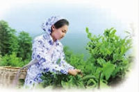 fun88,油茶莳植生产加工销售,植物油莳植生产加工销售