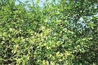 fun88,油茶莳植生产加工销售,植物油莳植生产加工销售