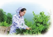 fun88,油茶莳植生产加工销售,植物油莳植生产加工销售