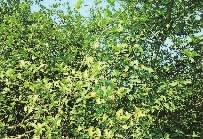 fun88,油茶莳植生产加工销售,植物油莳植生产加工销售